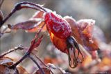 Rosa acicularis. Спелый, подмороженный плод в инее. Магаданская обл., Колымское нагорье, пос. Ягодное. 20.09.2009.