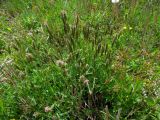 Anthoxanthum odoratum