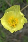 Papaver pseudocanescens. Цветок. Казахстан, Восточно-Казахстанская обл., окр. г. Риддер, степной склон горы. 30.05.2016.