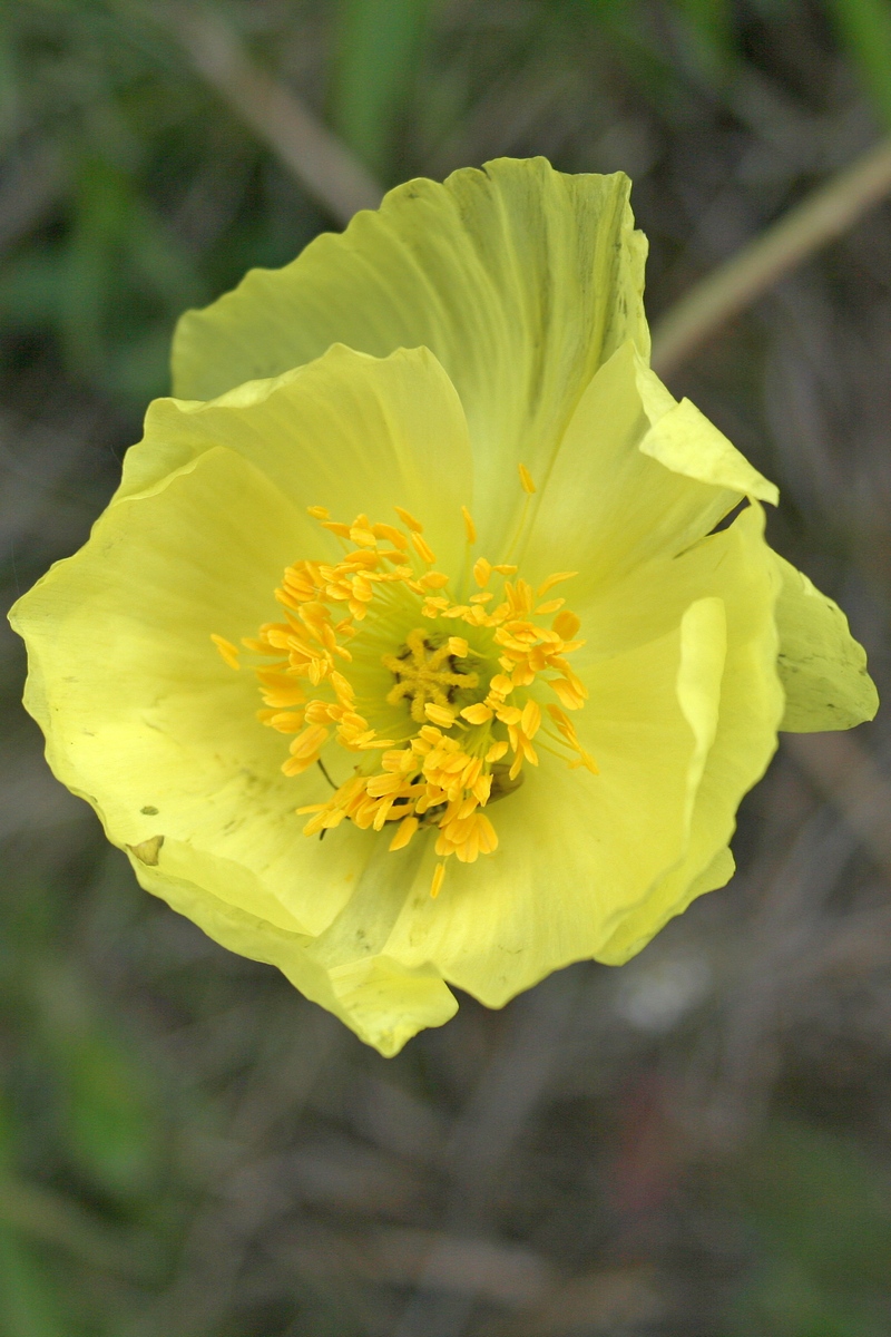 Изображение особи Papaver pseudocanescens.