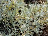 Artemisia caucasica