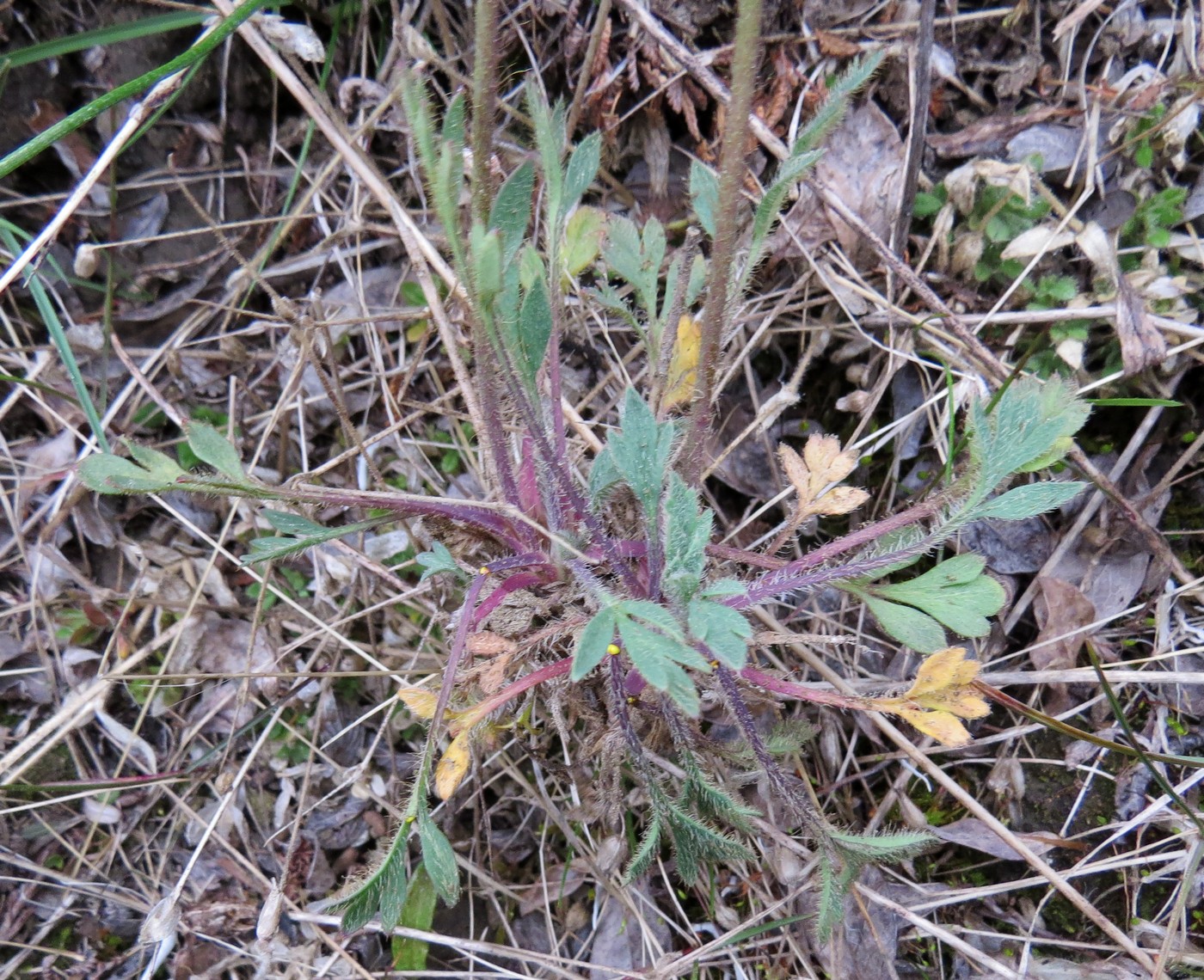 Image of Papaver schamurinii specimen.