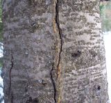 Abies sibirica. Нижняя часть ствола взрослого дерева с потёками смолы. Башкортостан, окр. Белорецка, сосново-пихтовый лес возле дороги на Катайку. Последняя декада марта.