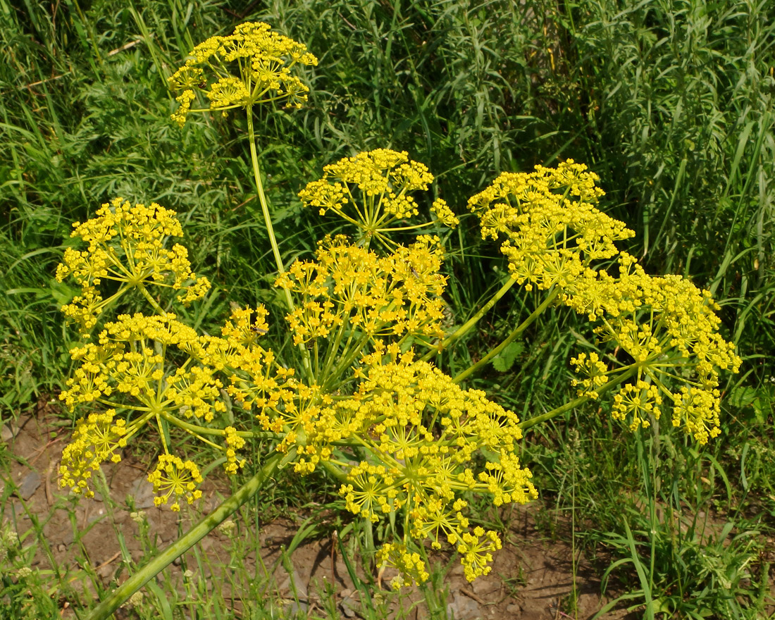 Изображение особи Ferula songarica.