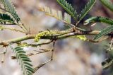 Prosopis juliflora. Ветвь с соцветиями с бутонами. Объединённые Арабские Эмираты, эмират Фуджейра, восточный склон гор Хаджар. 14.12.2016.