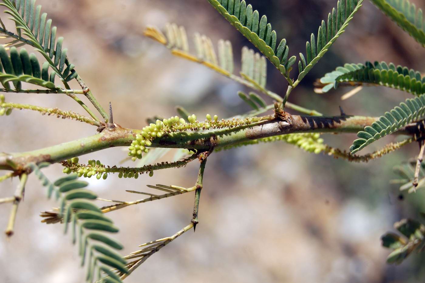 Image of Prosopis juliflora specimen.