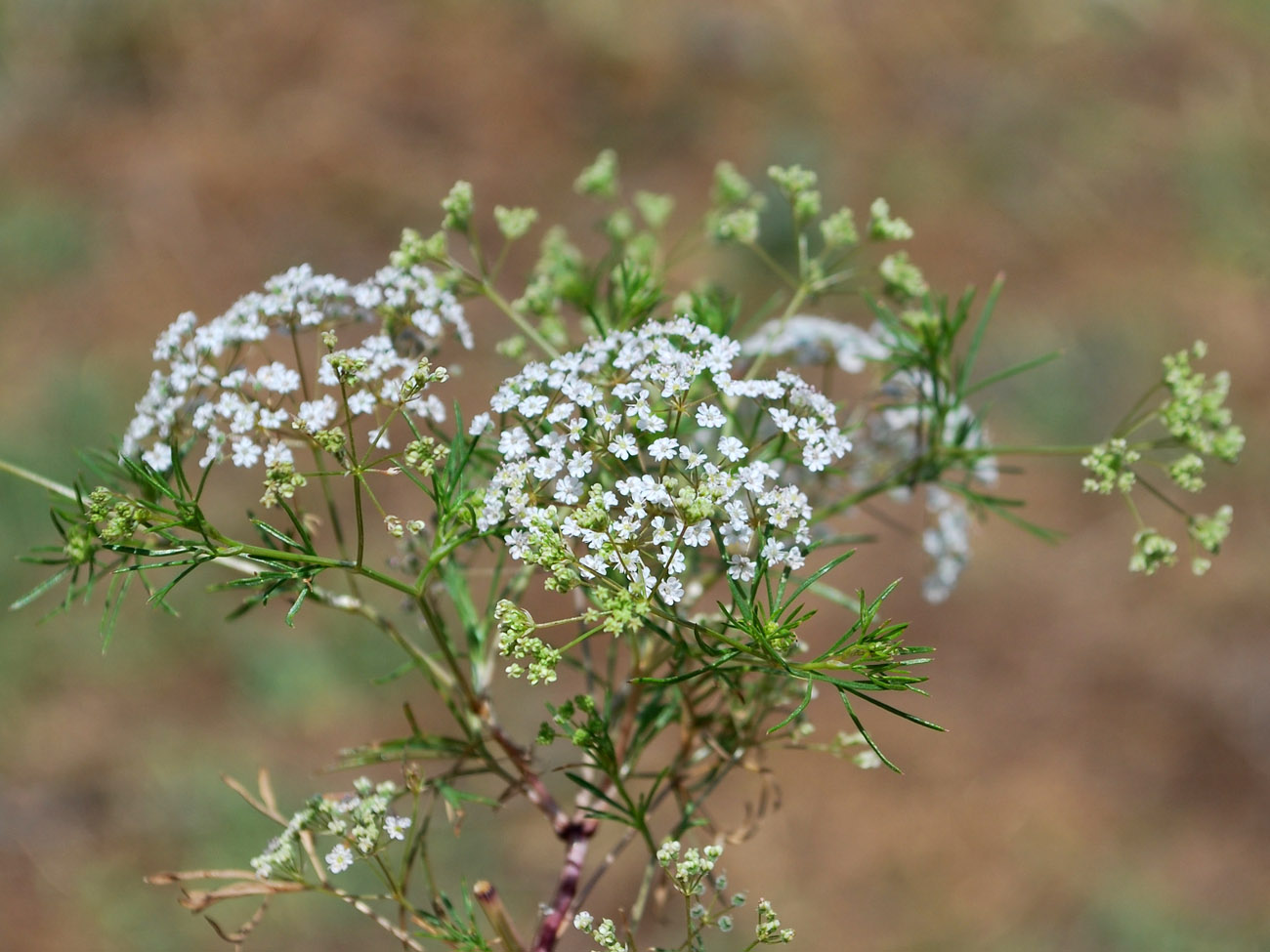 Image of Aphanopleura capillifolia specimen.