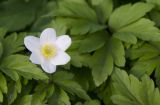 Anemone nemorosa