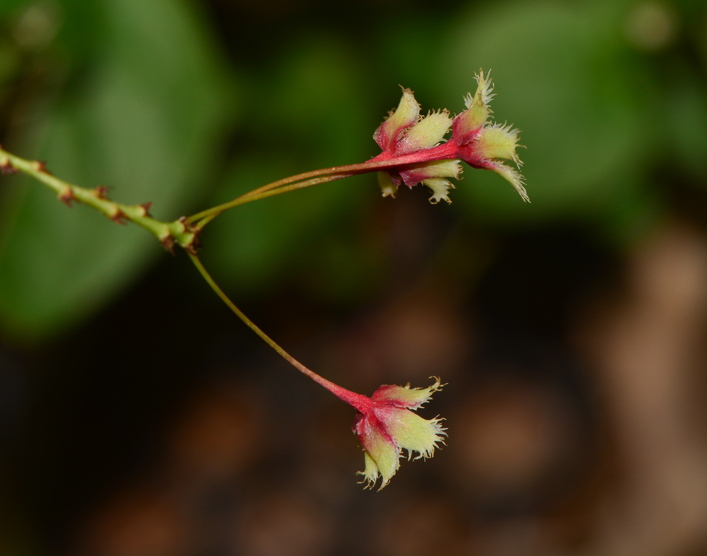 Изображение особи Phyllanthus pulcher.