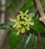 Rubia tenuifolia