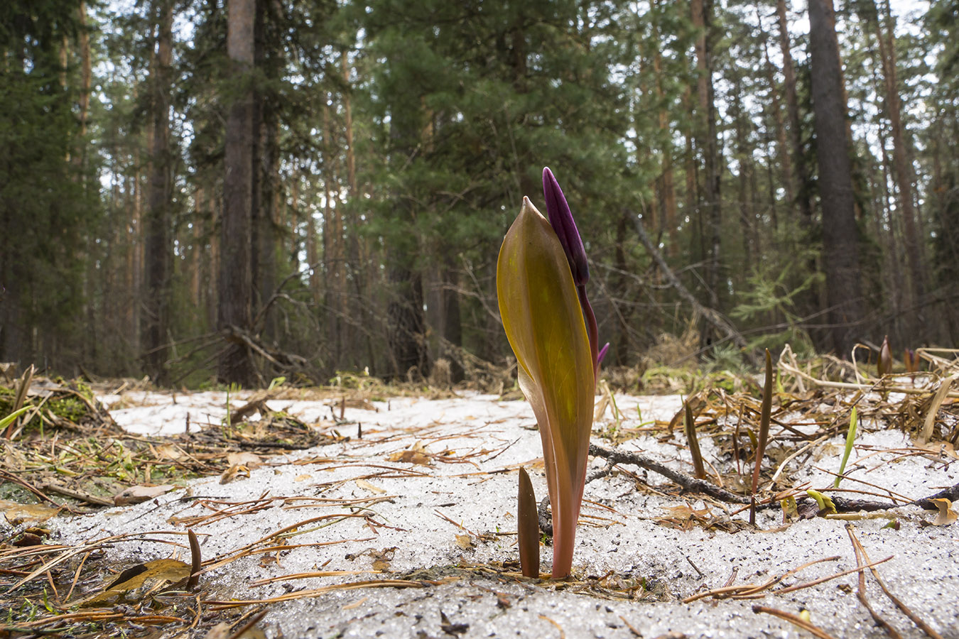 Изображение особи Erythronium sibiricum.