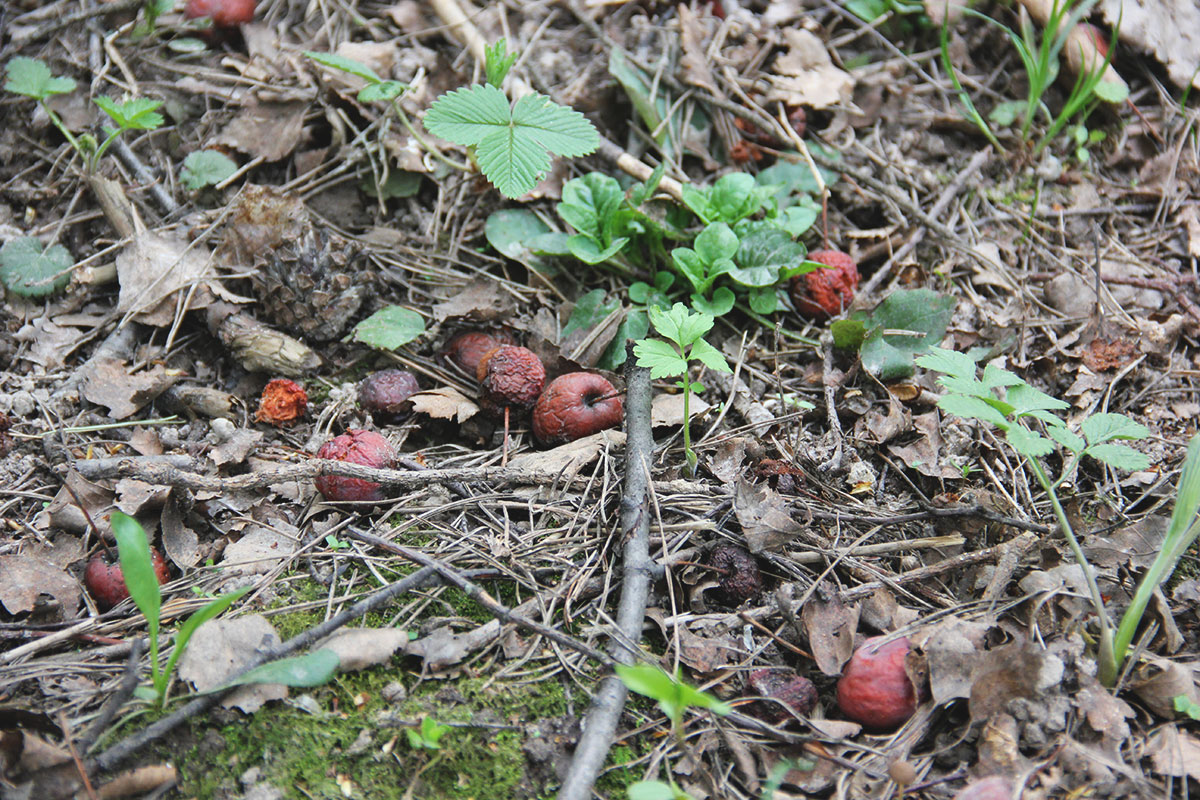 Изображение особи Malus sylvestris.