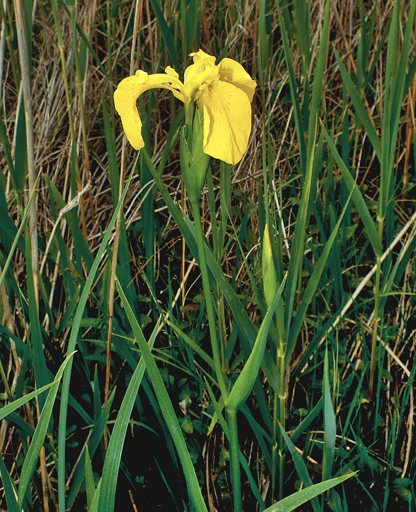 Изображение особи Iris pseudacorus.