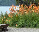 Kniphofia × praecox