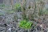 Rosularia glabra