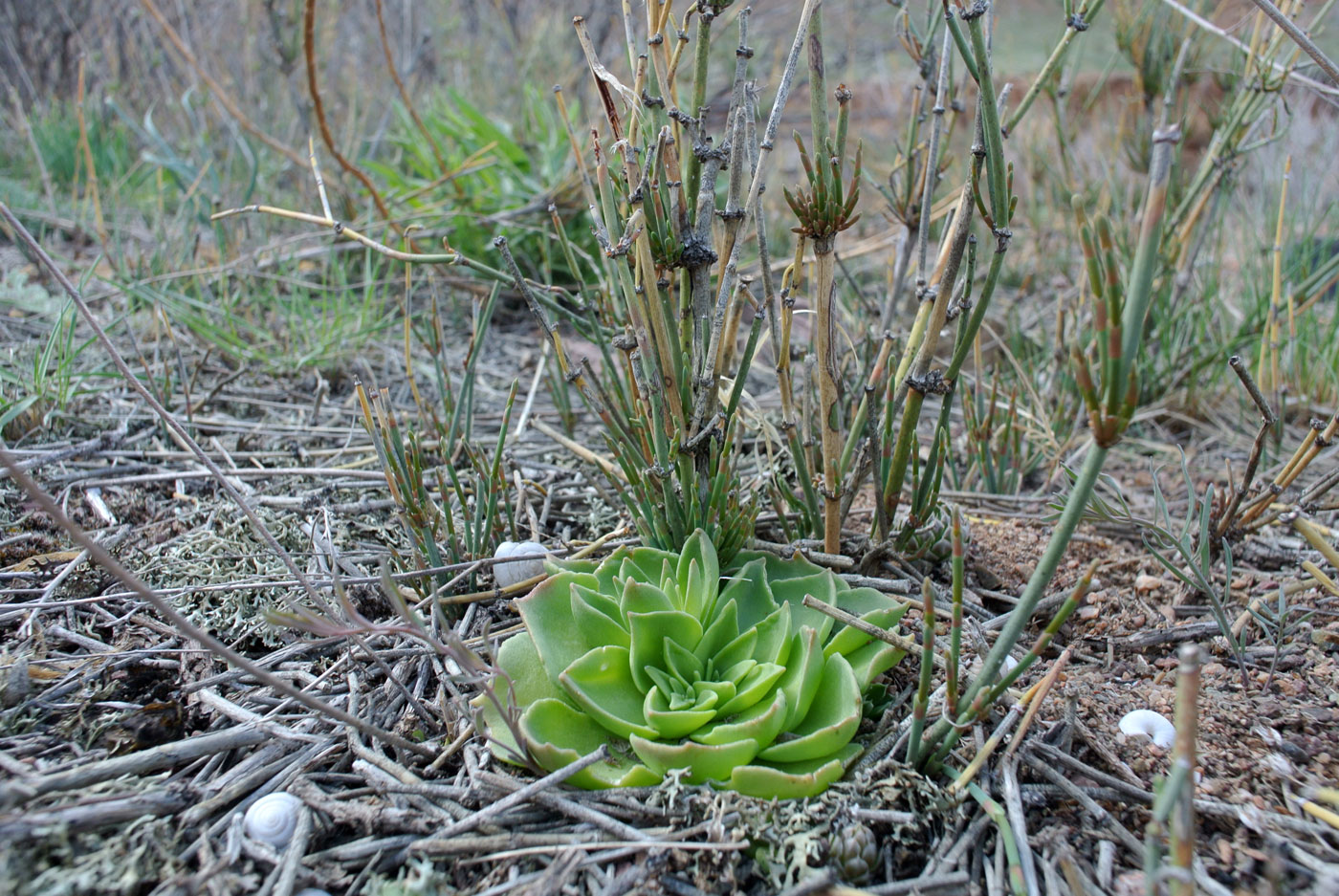 Image of Rosularia glabra specimen.