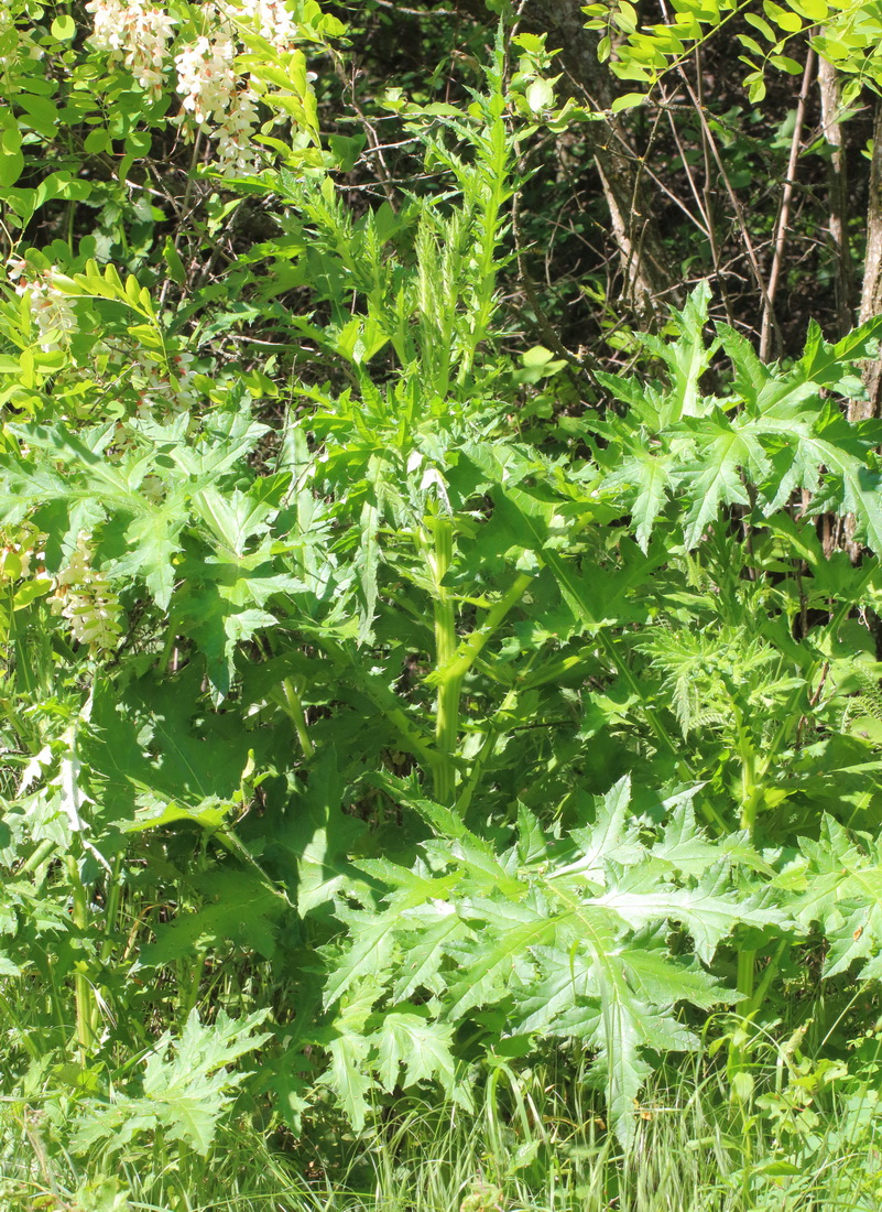 Image of Echinops sphaerocephalus specimen.