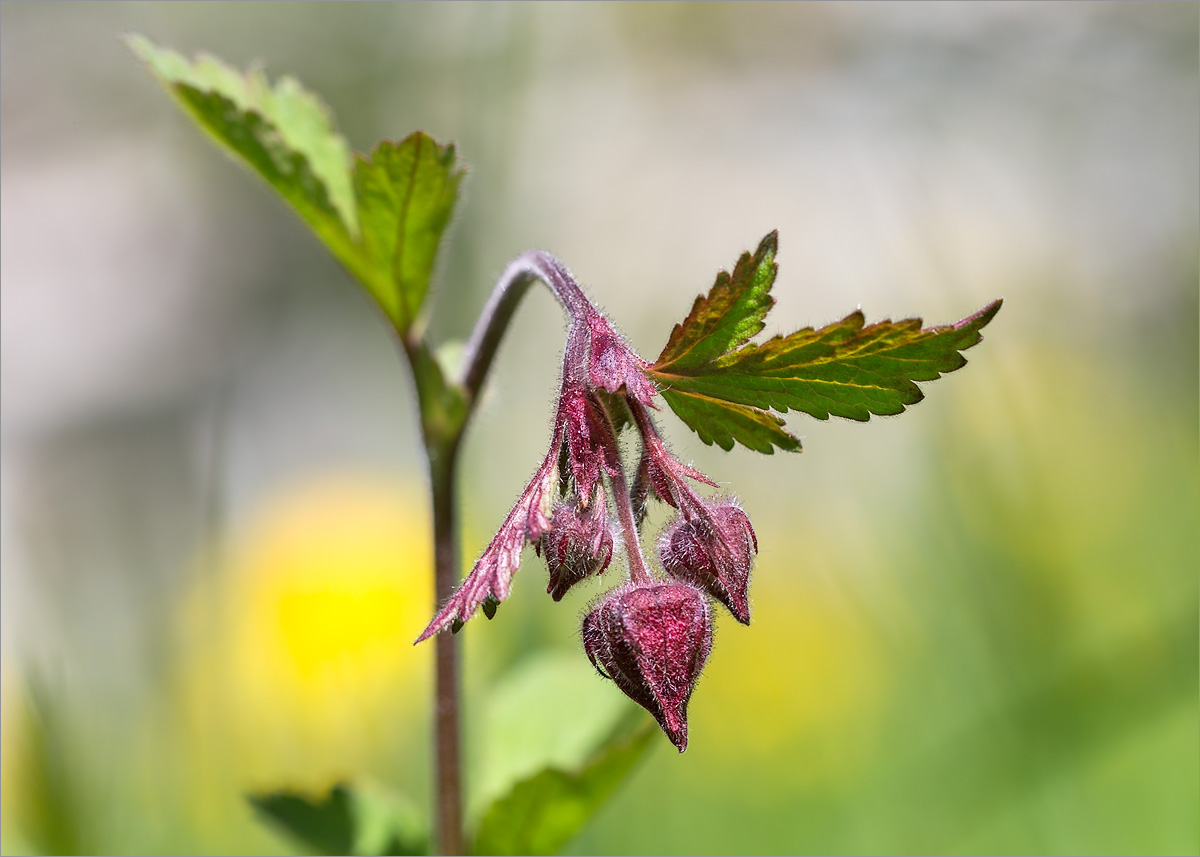 Изображение особи Geum rivale.