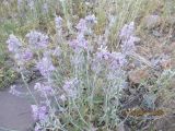 Stachys inflata