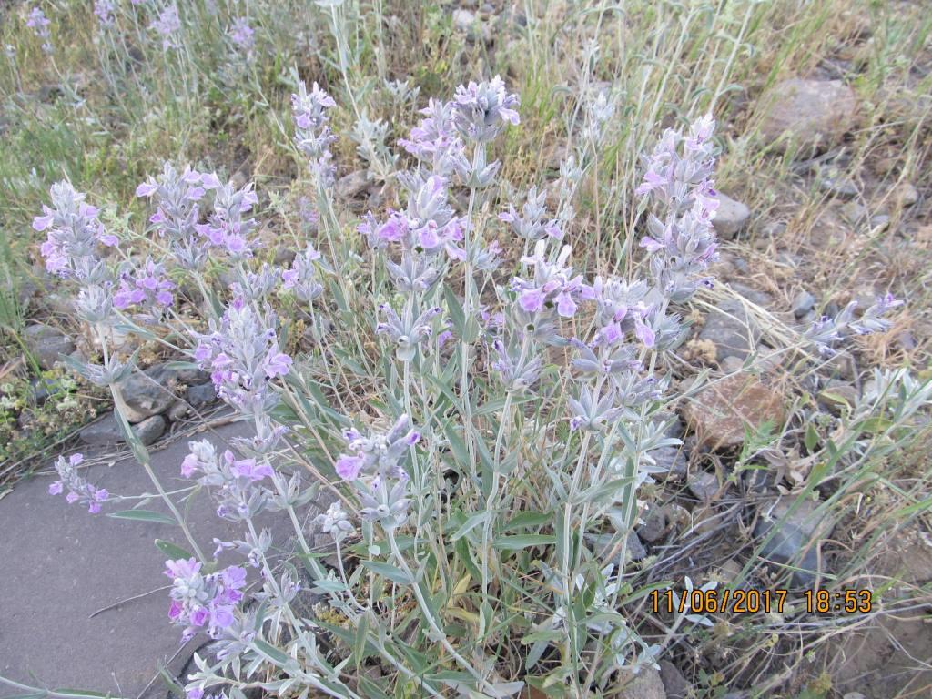 Изображение особи Stachys inflata.