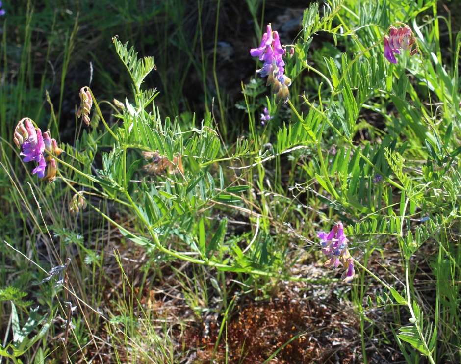 Image of Vicia nervata specimen.