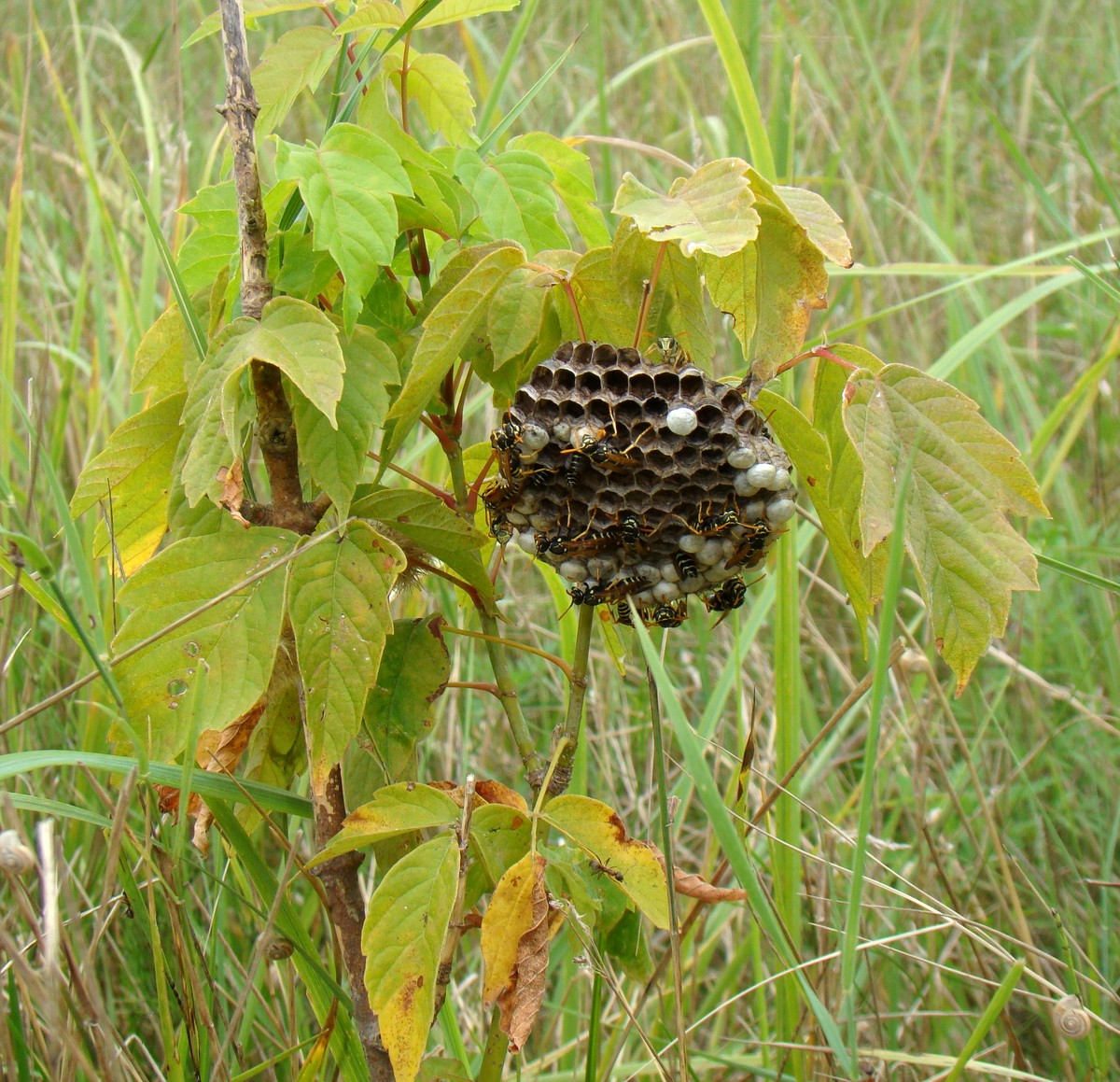 Image of Acer negundo specimen.