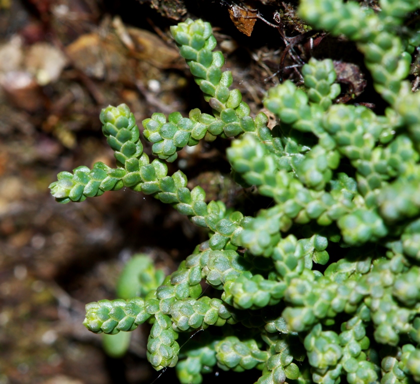 Image of Selaginella borealis specimen.