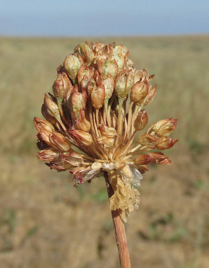 Image of Allium regelianum specimen.