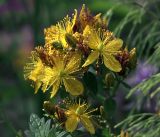 Hypericum maculatum. Цветки. Московская обл., Раменский р-н, окр. ж.-д. платформы Хрипань, просека под ЛЭП. 28.07.2017.