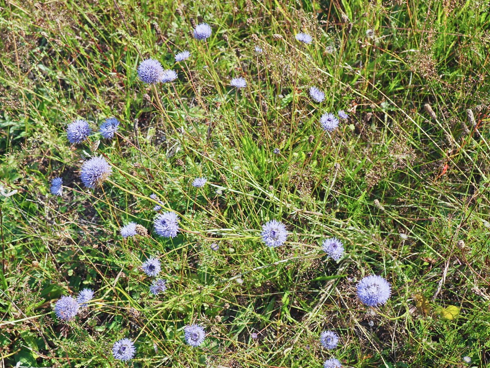 Image of Jasione montana specimen.