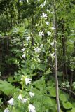 Gadellia lactiflora