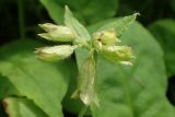 Pulmonaria obscura