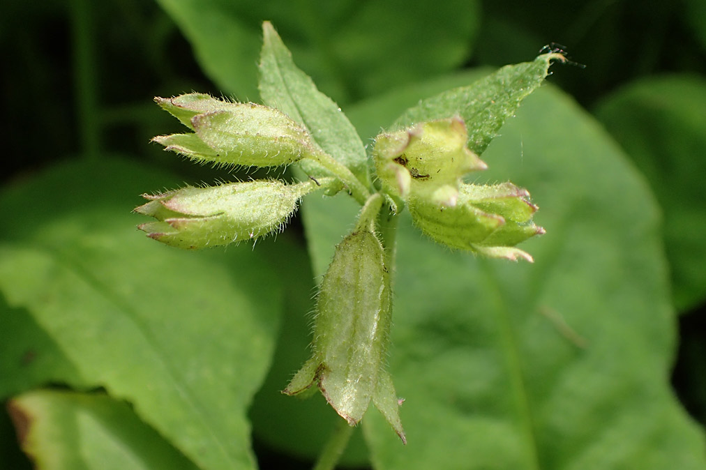 Image of Pulmonaria obscura specimen.