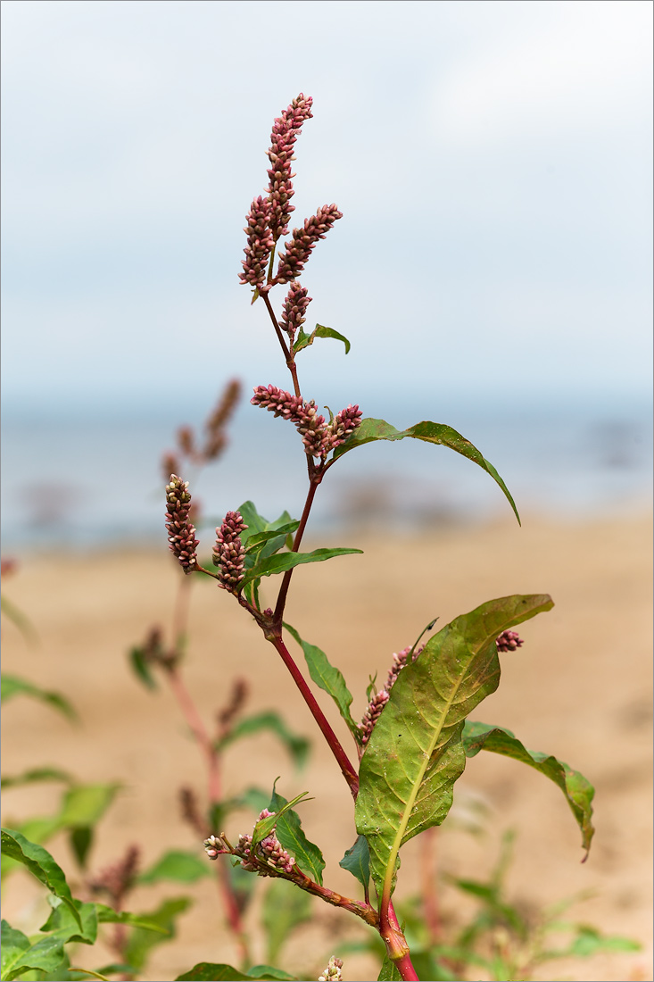 Изображение особи Persicaria lapathifolia.