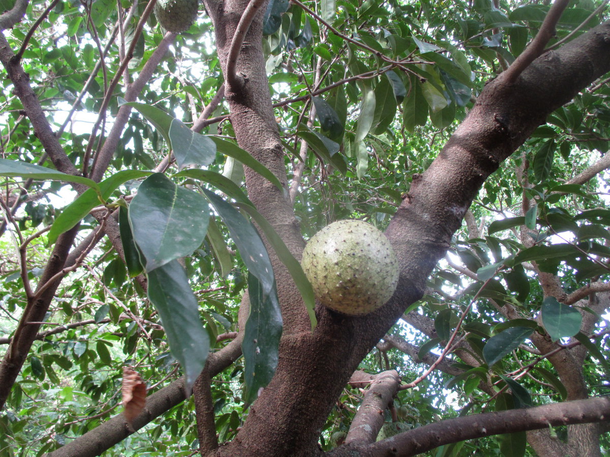 Изображение особи Annona montana.