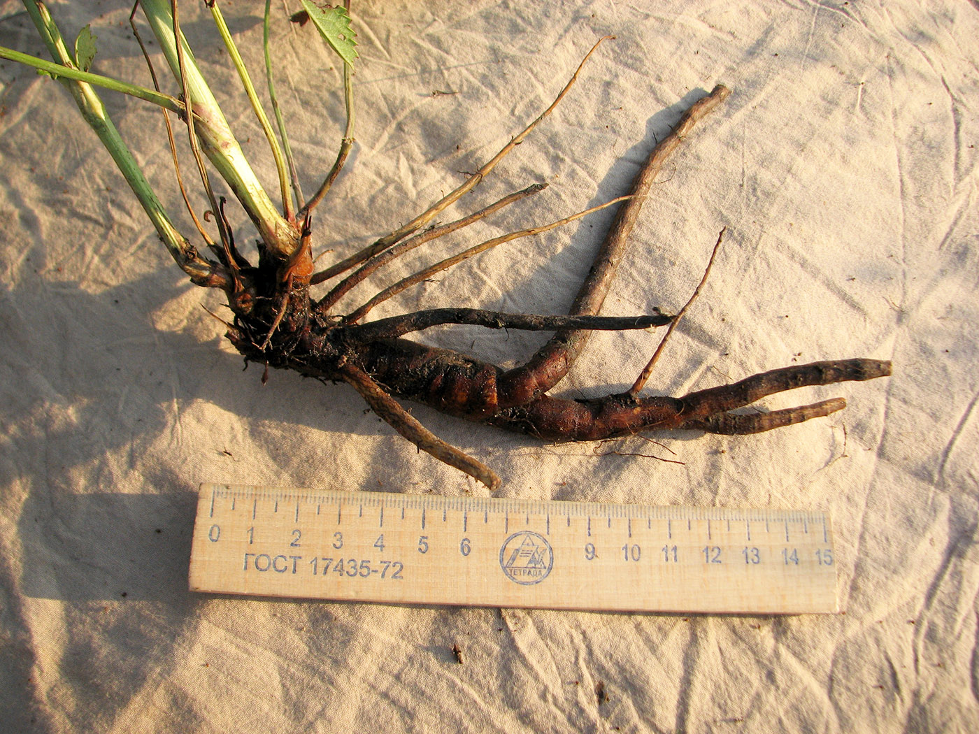 Image of Sanguisorba officinalis specimen.