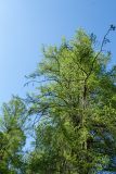 Larix sibirica. Крона старого дерева с шишками. Ленинградская обл., Кировский р-н, окр. дер. Петровщина, лиственичный лес. 04.06.2017.