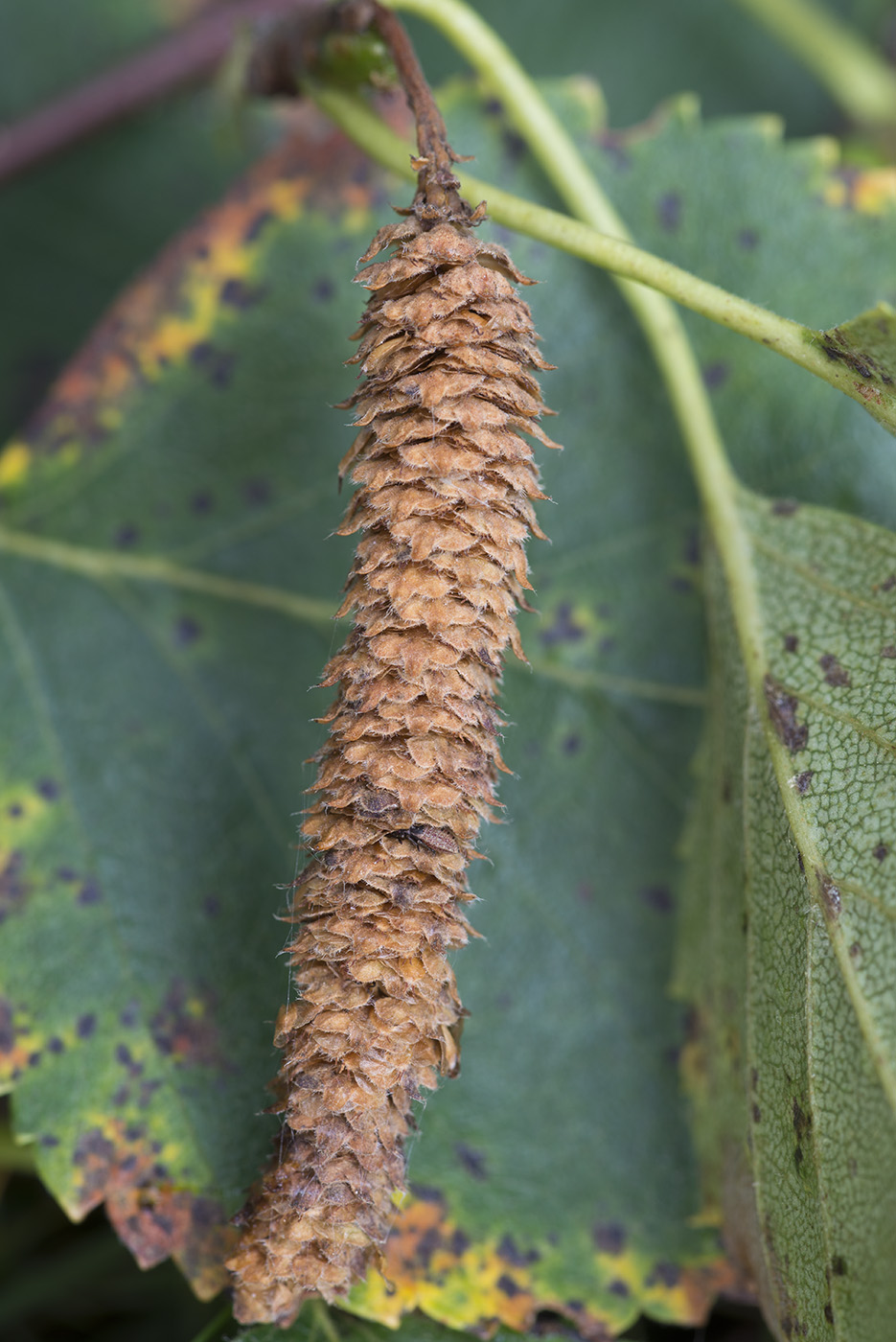 Image of Betula &times; aurata specimen.