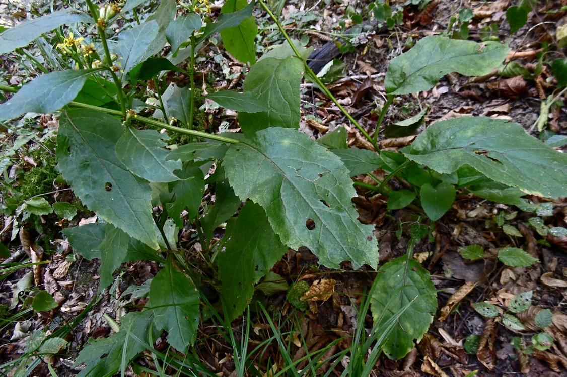 Image of Solidago virgaurea specimen.