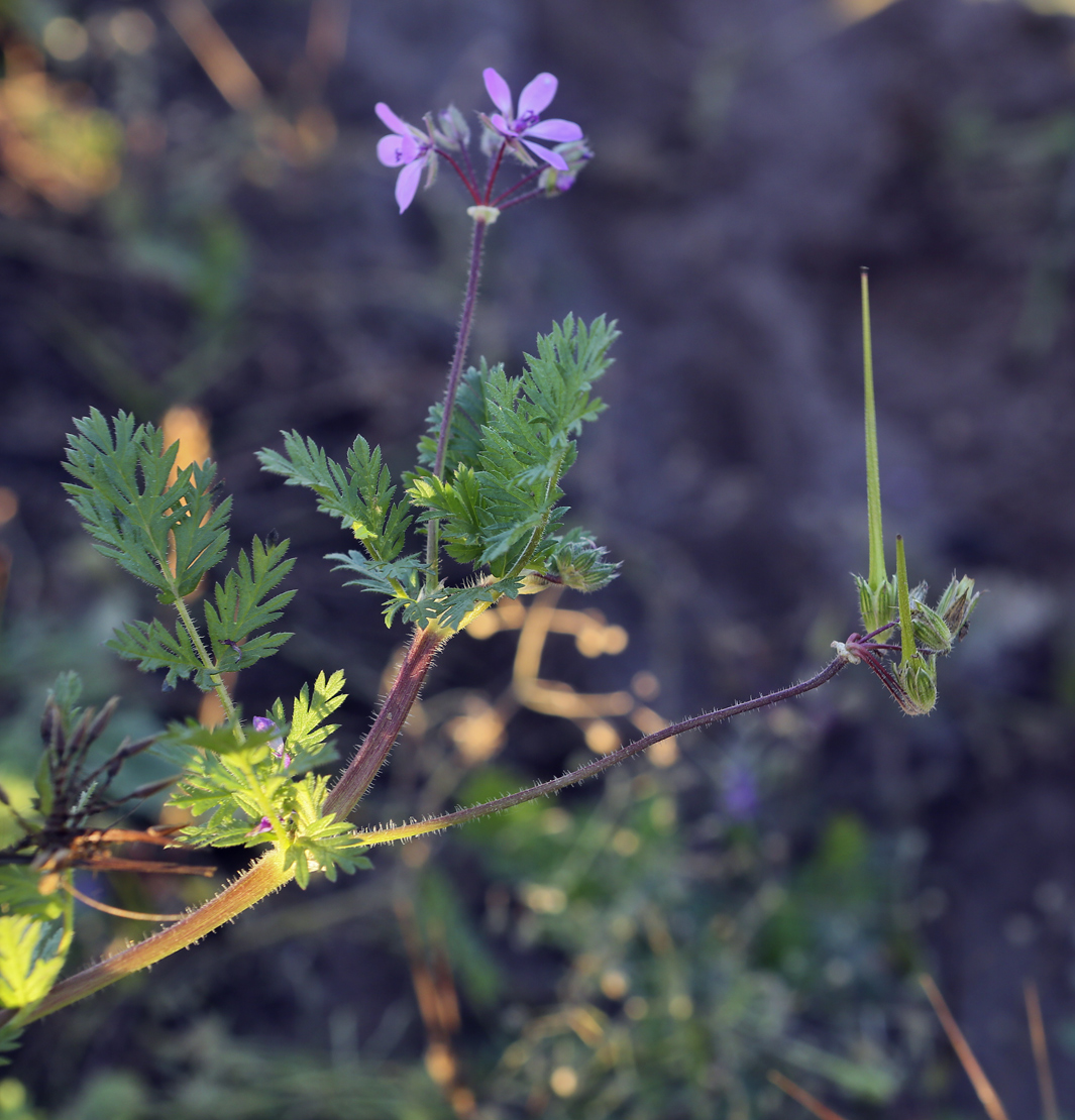 Изображение особи Erodium cicutarium.