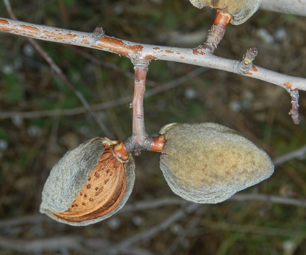 Image of Amygdalus communis specimen.