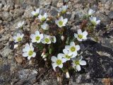 Claytonia soczaviana. Растение с цветками и бутонами. Магаданская обл., окр. г. Магадан, пос. Снежная Долина, водораздел в бассейне р. Дукча, каменистое плато в горной тундре. 11.06.2017.