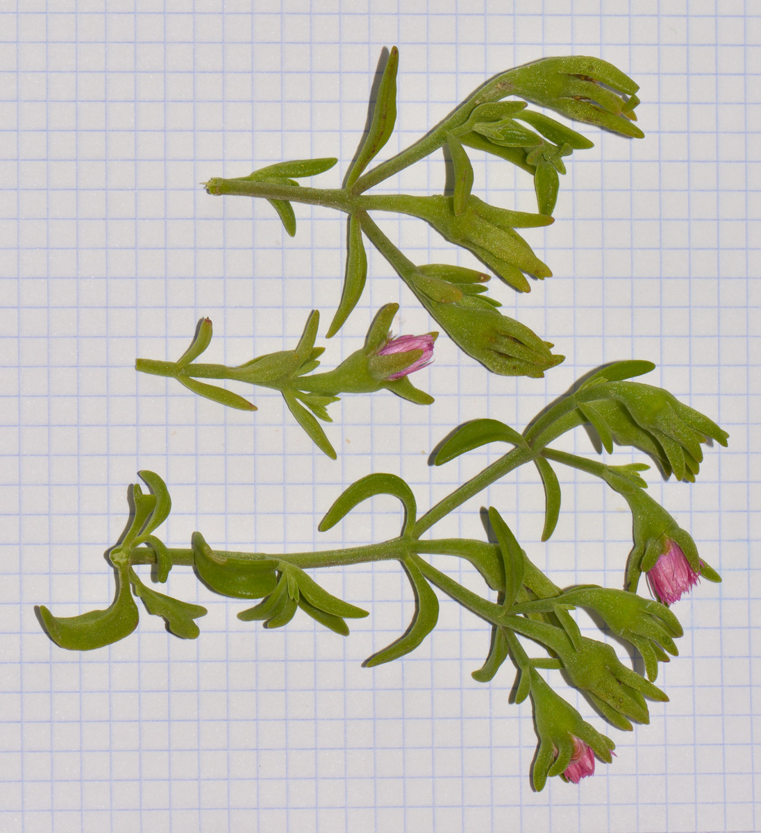 Изображение особи род Aptenia.