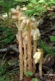 Hypopitys monotropa. Цветущие растения. Тверская обл., Кимрский р-н, смешанный лес. 16.08.2017.