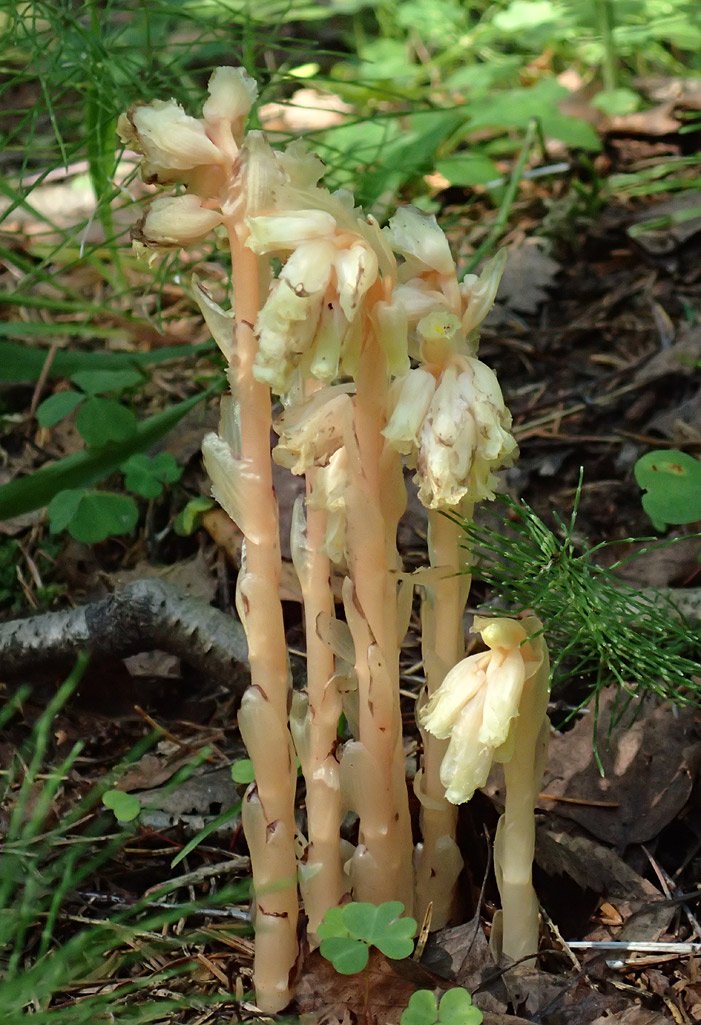 Image of Hypopitys monotropa specimen.