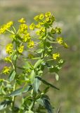 Euphorbia iberica. Верхушка цветущего растения с кормящимся насекомым. Грузия, край Рача-Лечхуми и Нижняя Сванетия, Онский р-н, окр. пос. Сори, дол. р. Риони, выс. 670 м н.у.м., низкотравный луг. 07.05.2017.