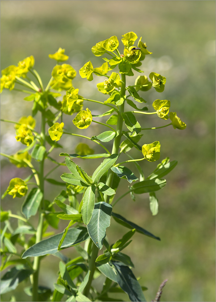 Изображение особи Euphorbia iberica.