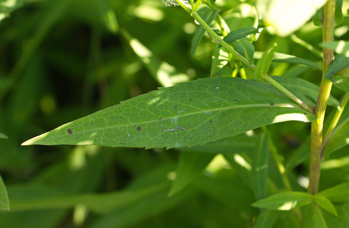 Image of Symphyotrichum novi-belgii specimen.