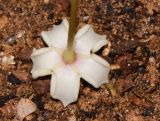 genus Hoya. Цветок (вид со стороны цветоножки). Израиль, Шарон, г. Тель-Авив, ботанический сад университета, в культуре. 30.10.2017.