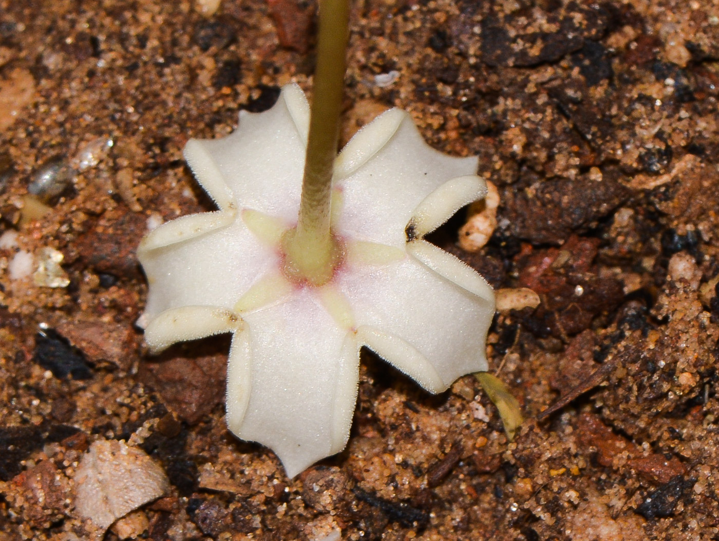 Image of genus Hoya specimen.